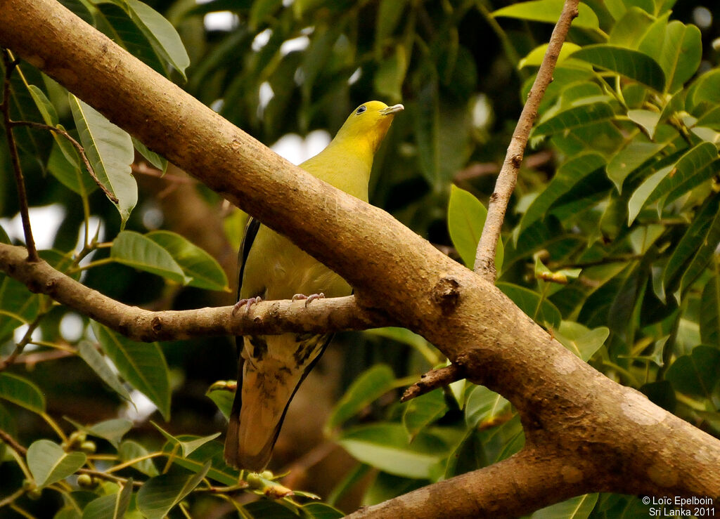 Sri Lanka Green Pigeon