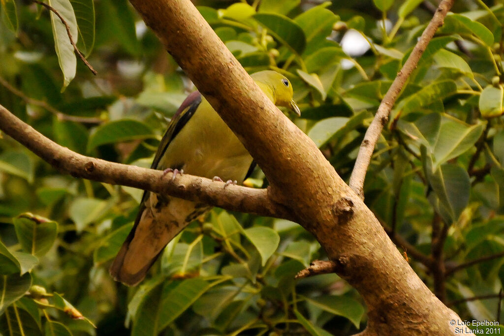 Sri Lanka Green Pigeon