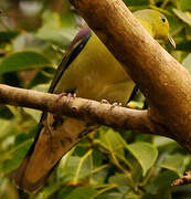 Sri Lanka Green Pigeon