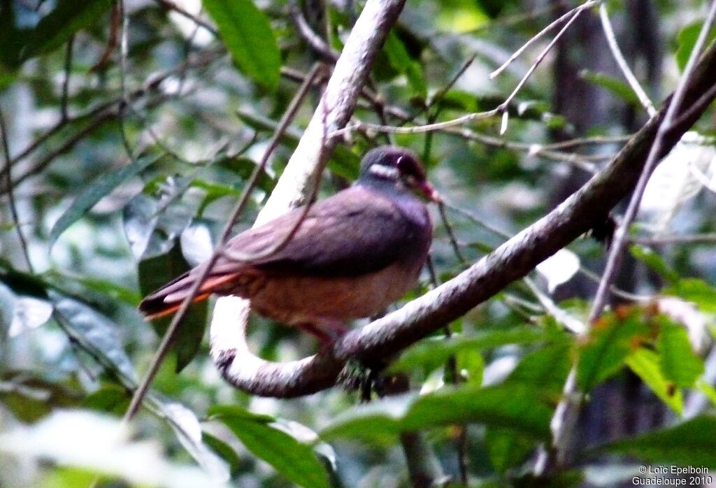 Bridled Quail-Dove