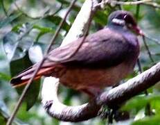 Bridled Quail-Dove