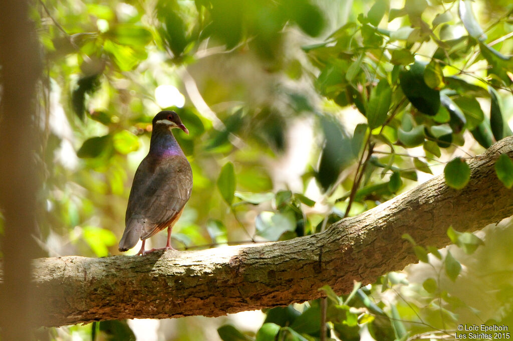 Bridled Quail-Dove