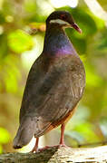 Bridled Quail-Dove