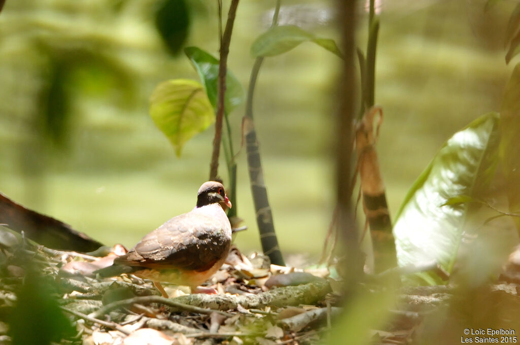 Bridled Quail-Dove