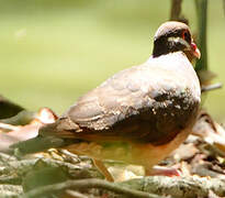 Bridled Quail-Dove