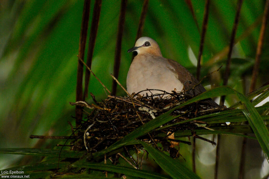 Colombe à front grisadulte, Nidification