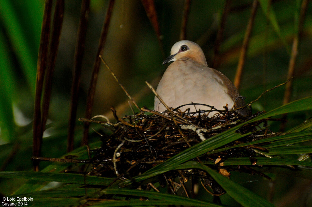 Colombe à front grisadulte, Nidification