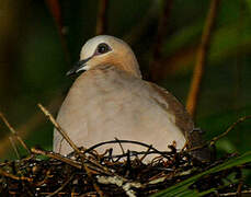 Grey-fronted Dove