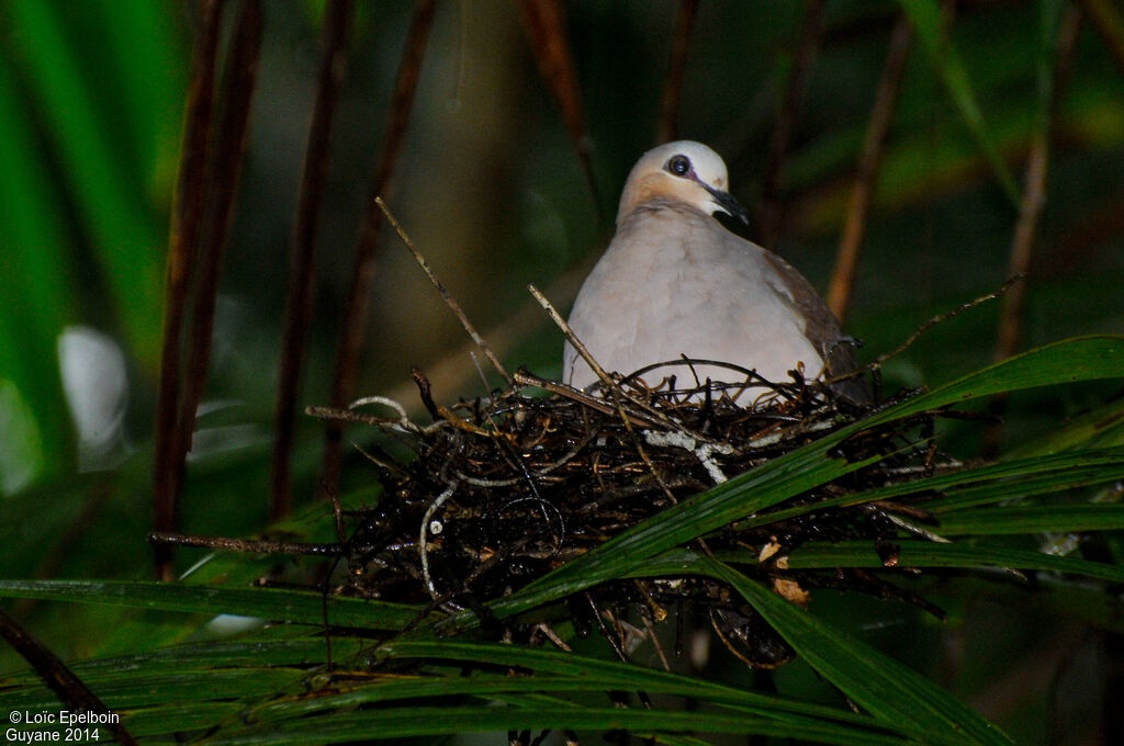 Colombe à front grisadulte, Nidification