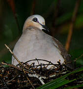 Colombe à front gris