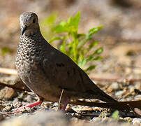 Common Ground Dove