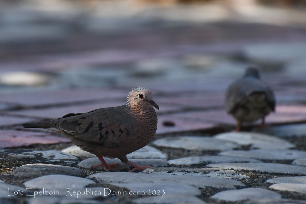 Common Ground Dove