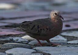 Common Ground Dove