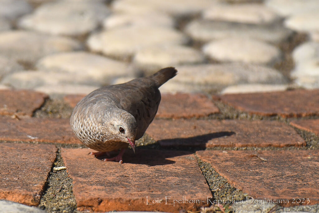 Common Ground Dove