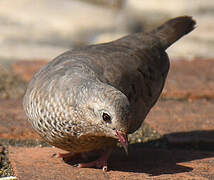 Common Ground Dove