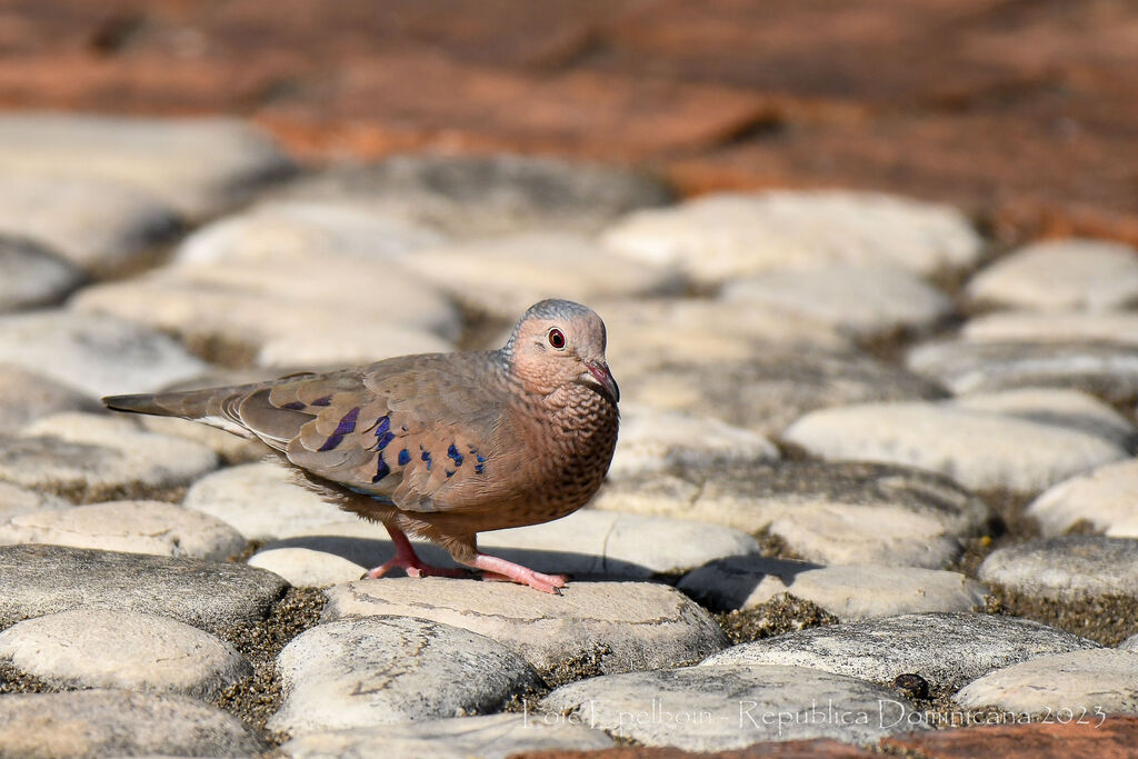 Common Ground Dove