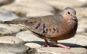 Common Ground Dove