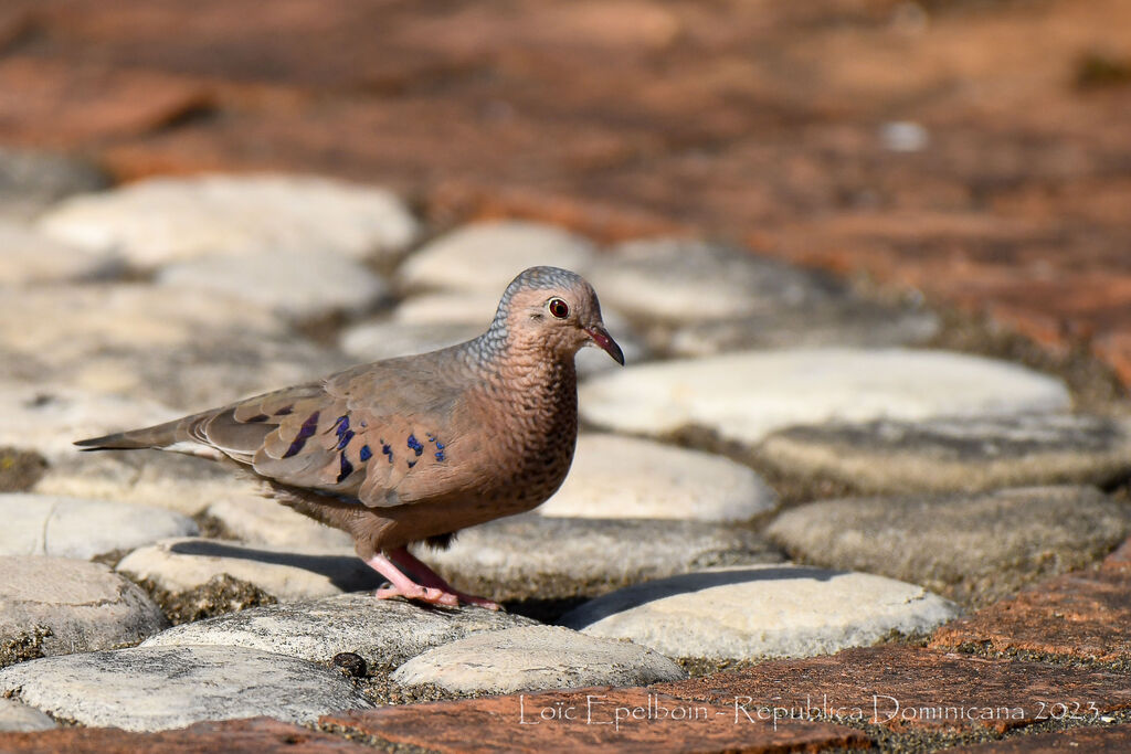 Common Ground Dove