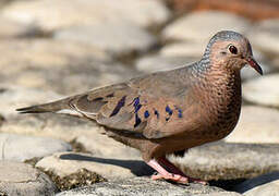 Common Ground Dove