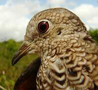 Common Ground Dove