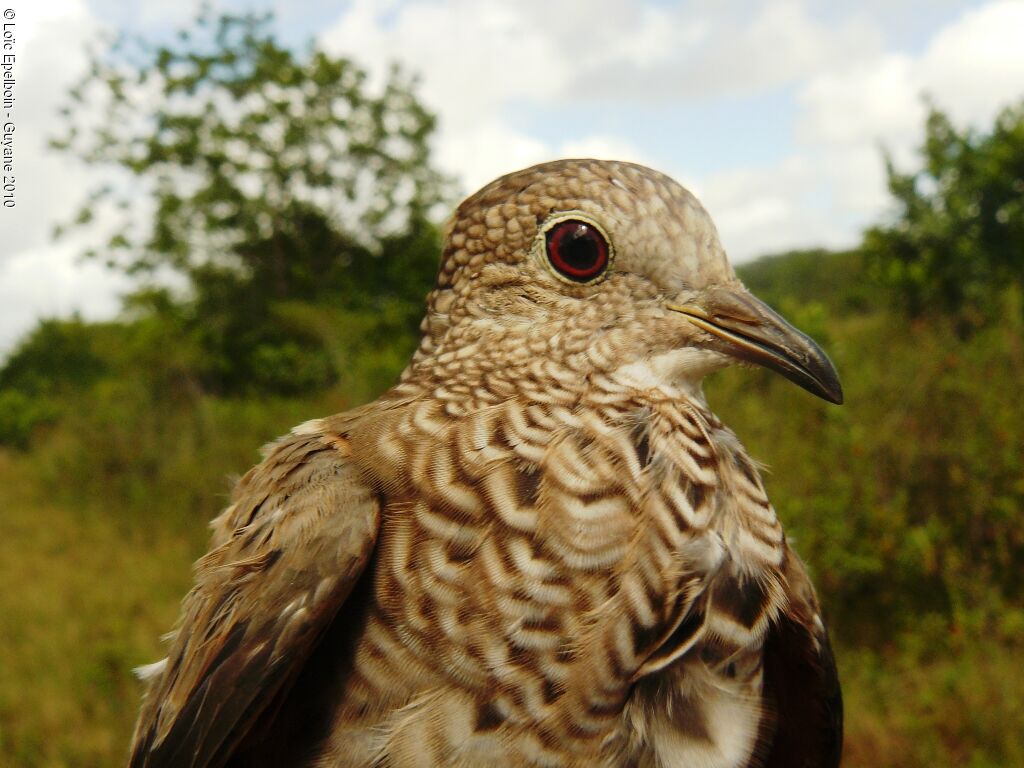 Common Ground Dove