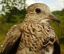 Common Ground Dove