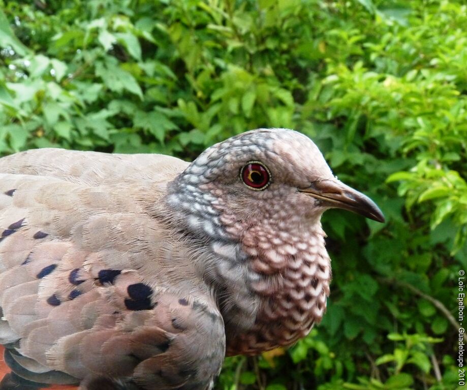 Common Ground Dove