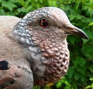 Common Ground Dove