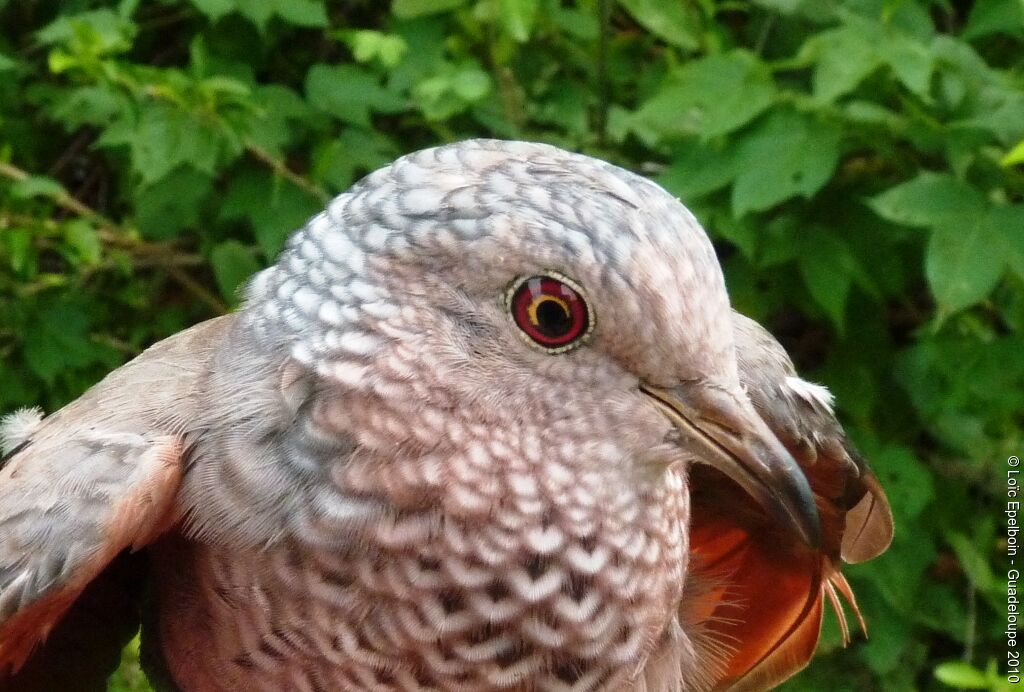 Common Ground Dove