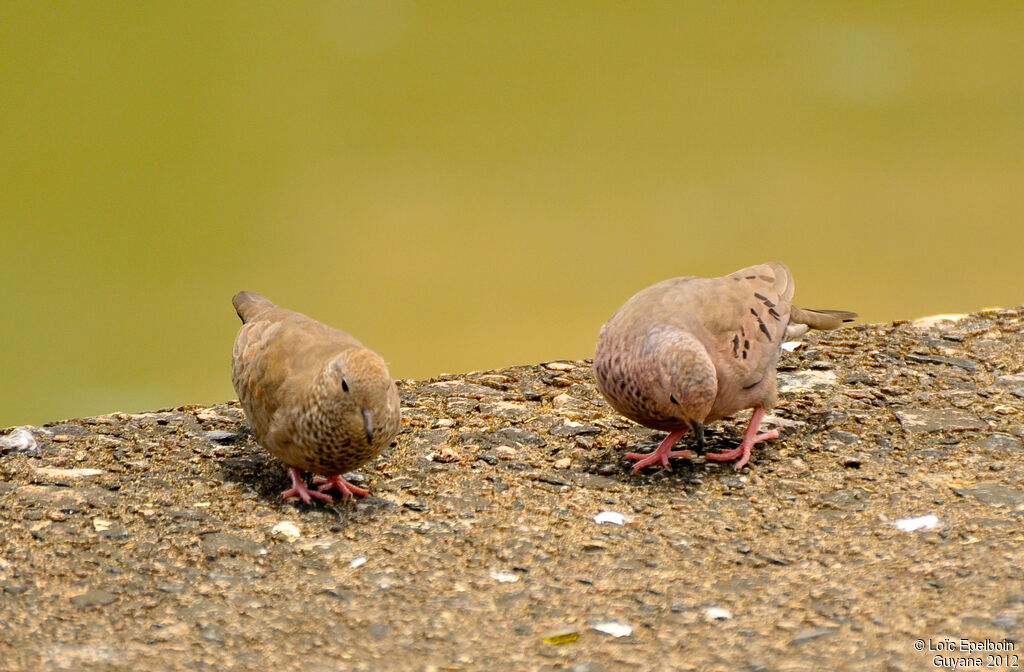 Common Ground Dove