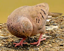 Common Ground Dove