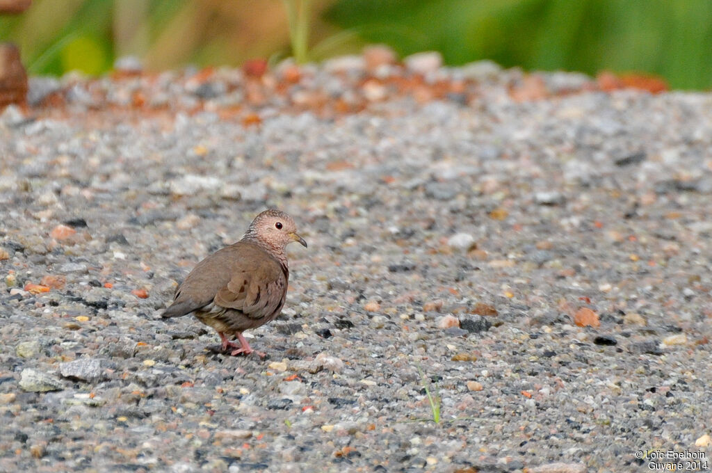 Common Ground Dove