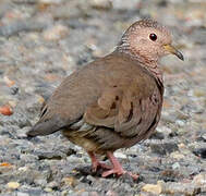 Common Ground Dove