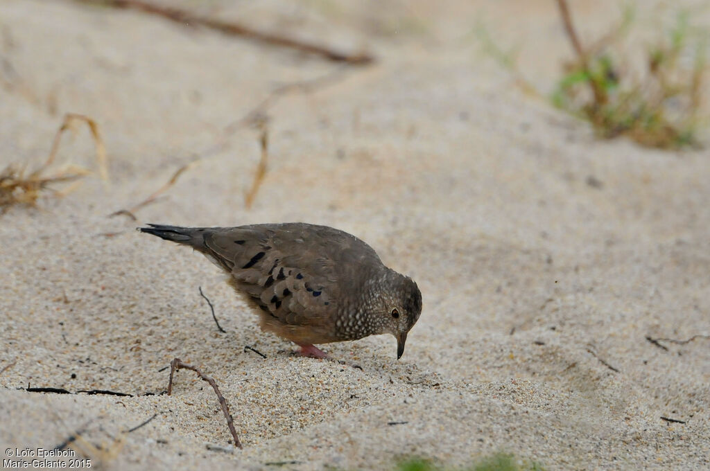 Common Ground Dove