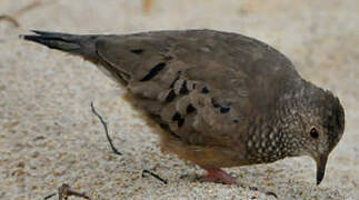 Common Ground Dove