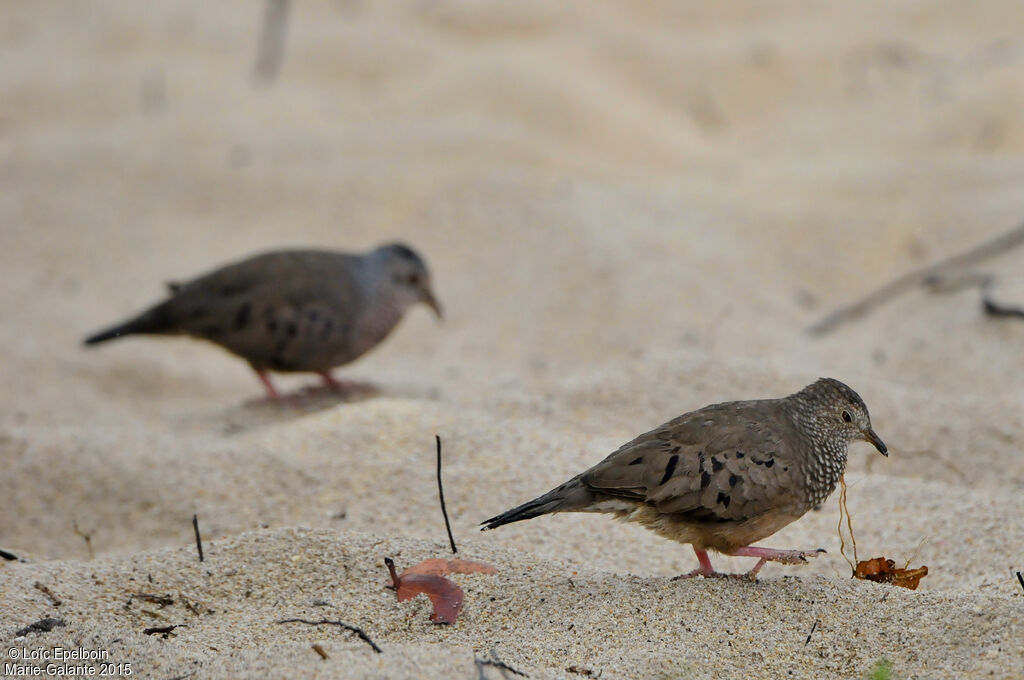 Common Ground Dove