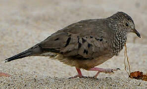 Common Ground Dove