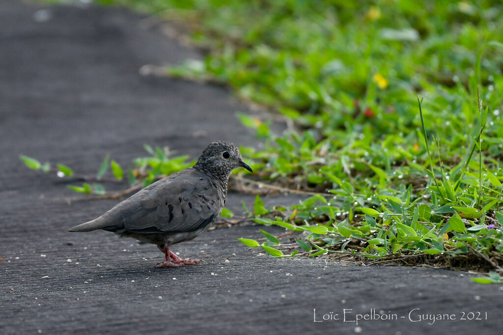 Common Ground Dove