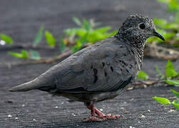 Common Ground Dove