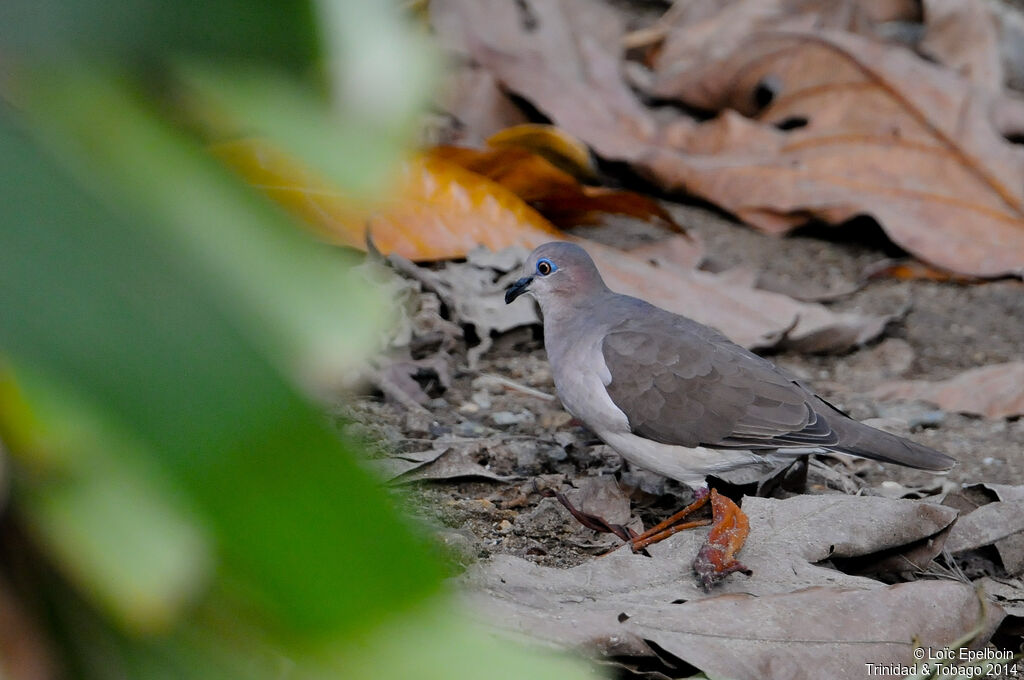 White-tipped Dove