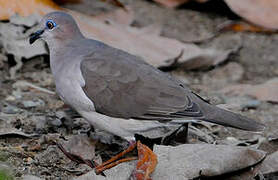 White-tipped Dove