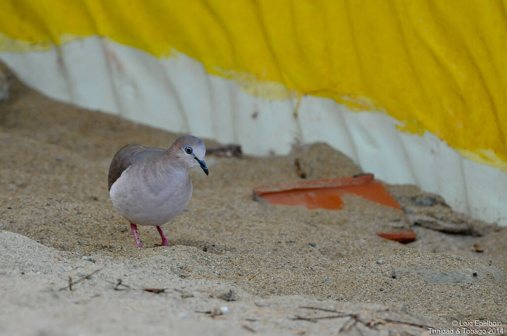 White-tipped Dove