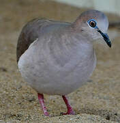 White-tipped Dove