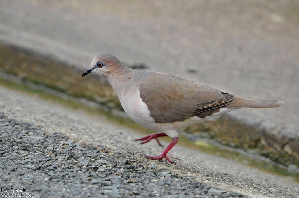 Colombe de Verreauxadulte, identification