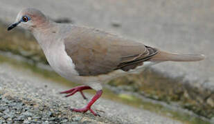 White-tipped Dove