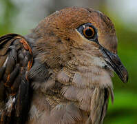 White-tipped Dove