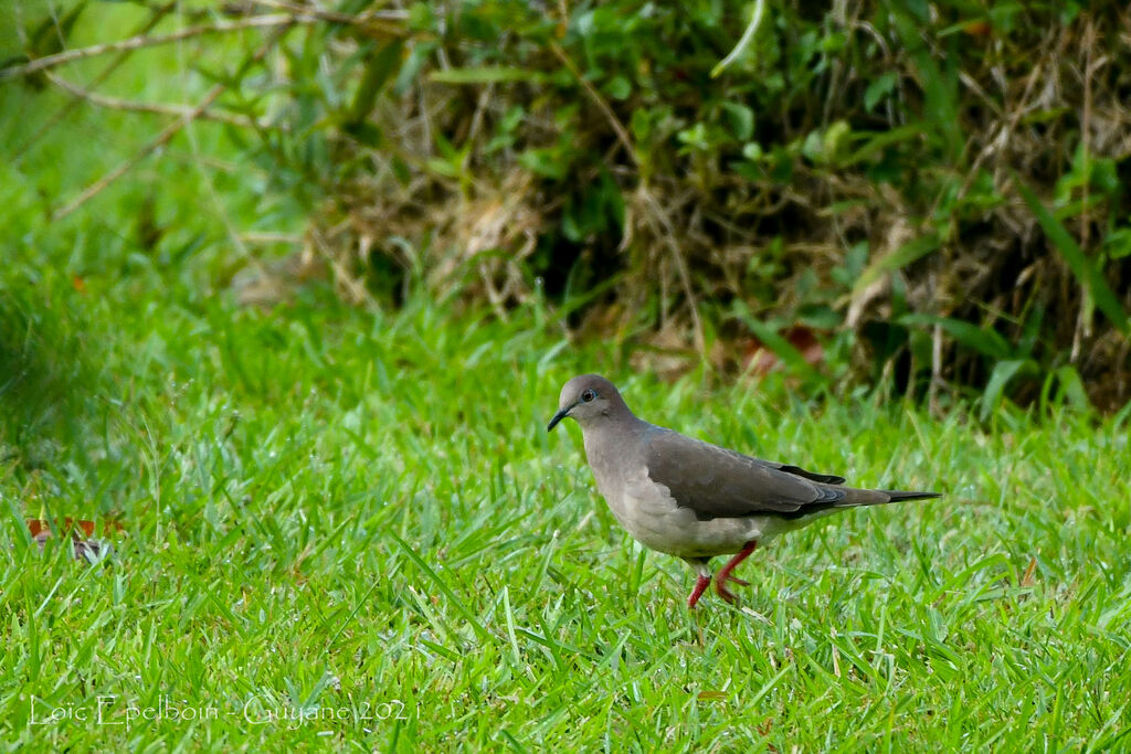 White-tipped Dove