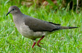 White-tipped Dove