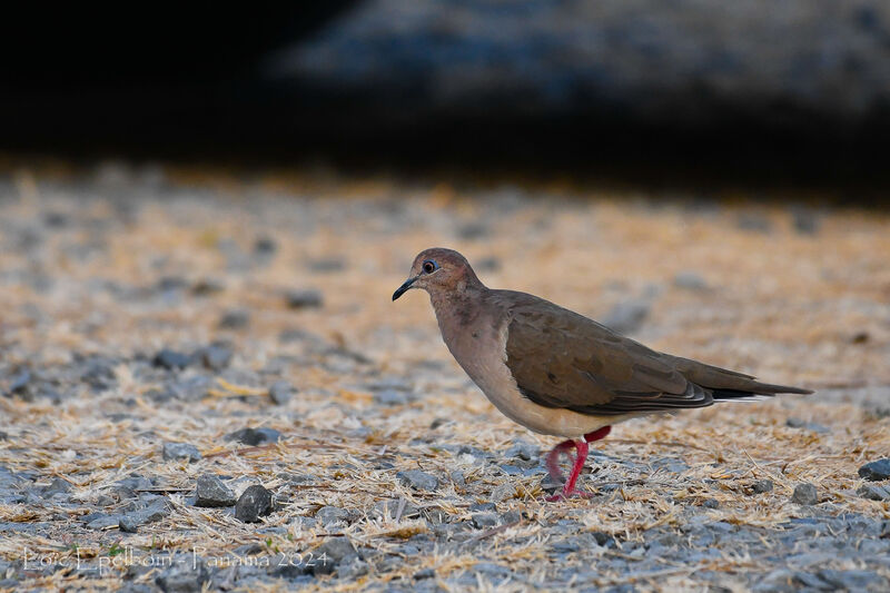 White-tipped Dove