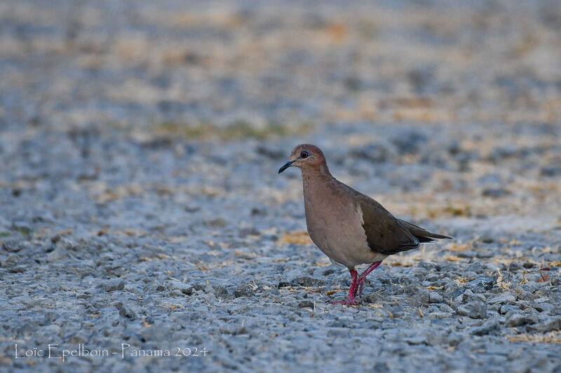 White-tipped Dove